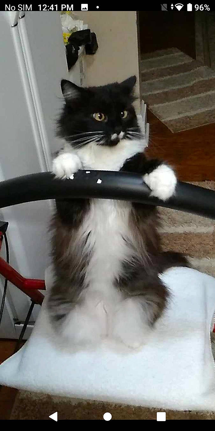 Lucky joined the competition — help win amazing prizes! art, british_longhair, carnivore, cat, cat_furniture, chair, claw, companion_dog, domestic_short_haired_cat, eye, felidae, formal_wear, fur, paw, photo_caption, small_to_medium_sized_cats, snout, tail, whiskers, white