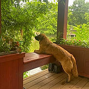 Bon Jovi joined the competition — help win amazing prizes! animal, back_view, canine, curious, daylight, dog, fence, flower_pot, garden, greenery, leaves, nature, outdoor, pet, plants, pond, relaxation, summer, wood, wooden_deck