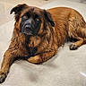 Bon Jovi is registered to the contest to win money with this photo: animal, black_face, brown_coat, calm, canine, closeup, companion, dog, domestic_animal, ears, floor, fur, indoor, looking_up, lying_down, mammal, paws, pet, portrait, relaxed