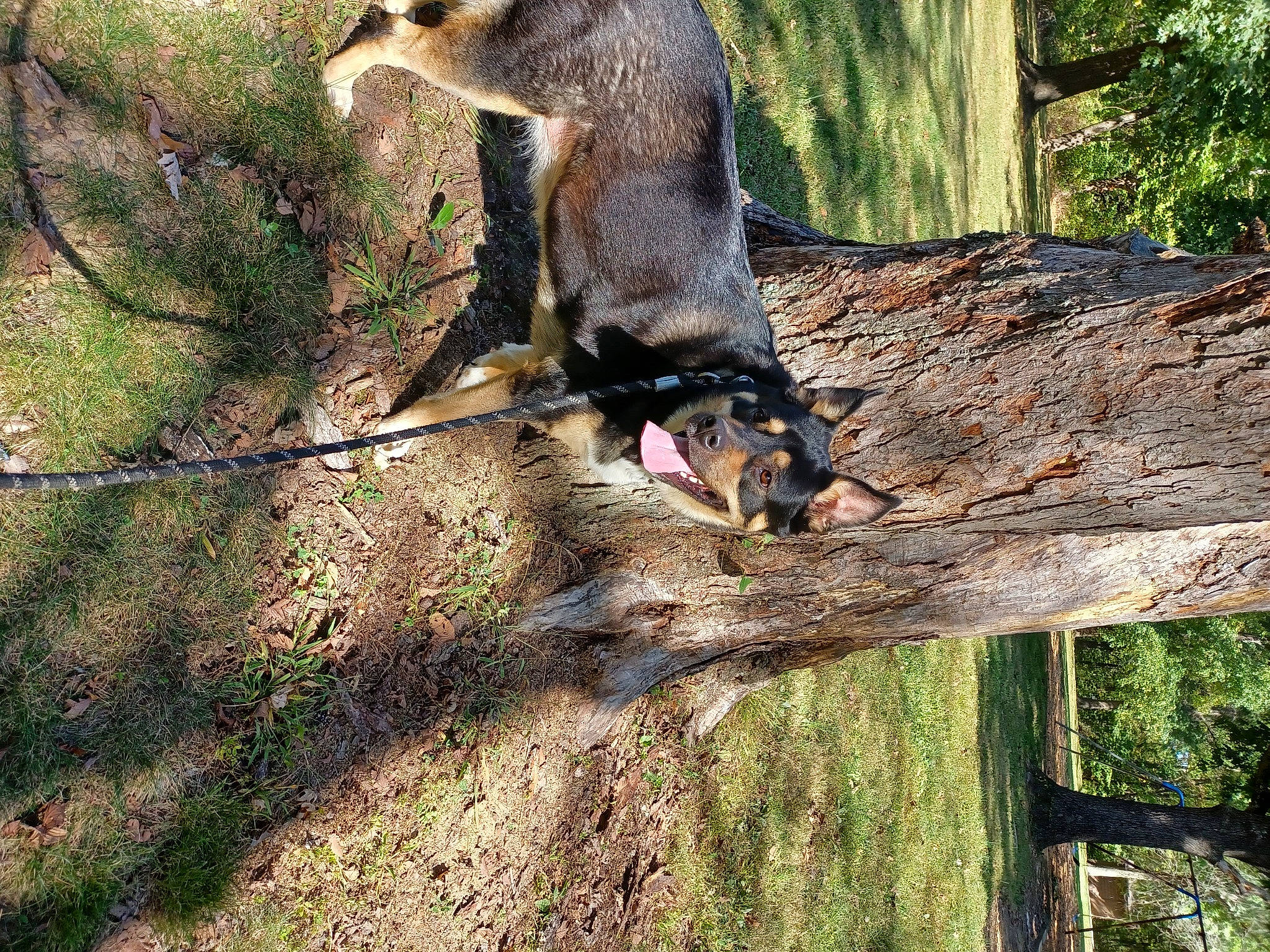 Faith is registered to the contest to win money with this photo: beak, canidae, carnivore, coatimundi, fawn, forest, fur, grass, marsupial, mustelidae, mustelinae, otter, plant, procyonidae, tail, terrestrial_animal, tree, trunk, twig, wood
