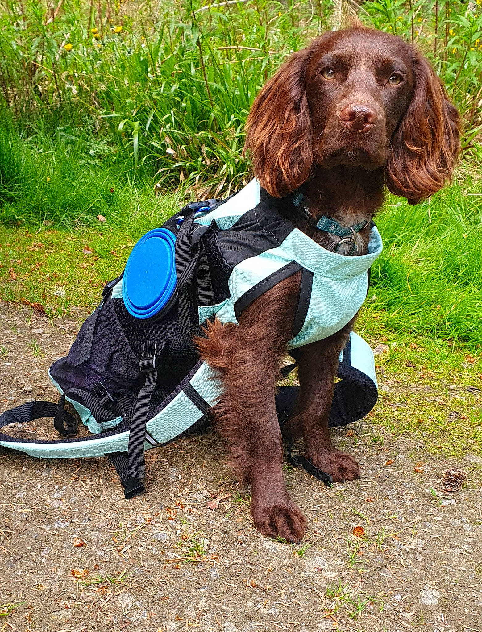 Rolo is registered to the contest to win money with this photo: canidae, carnivore, collar, companion_dog, dog, dog_breed, dog_collar, dog_supply, electric_blue, grass, gun_dog, hunting_dog, liver, plant, sitting, spaniel, sporting_group, terrestrial_animal, working_animal