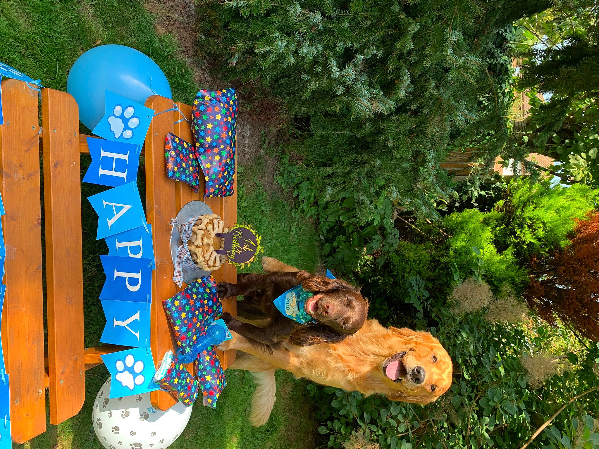 Rolo joined the competition — help win amazing prizes! electric_blue, fun, garden, grass, happy, hat, landscape, lawn_ornament, leisure, people_in_nature, plant, recreation, shrub, tree