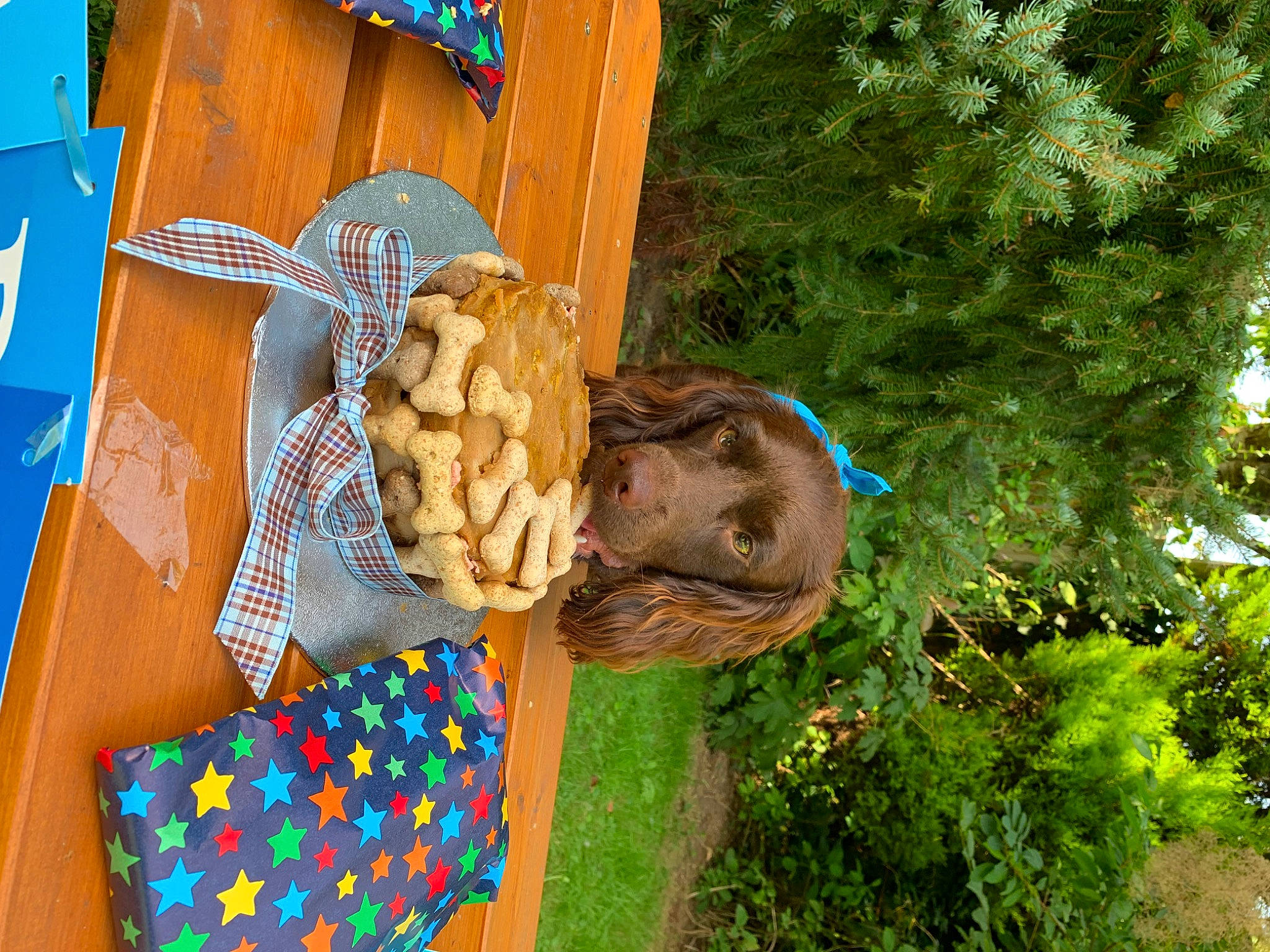 Rolo joined the competition — help win amazing prizes! art, fawn, flower, fun, garden, grass, hat, lawn_ornament, leisure, pattern, plant, sporting_group, sunglasses, tree, wood