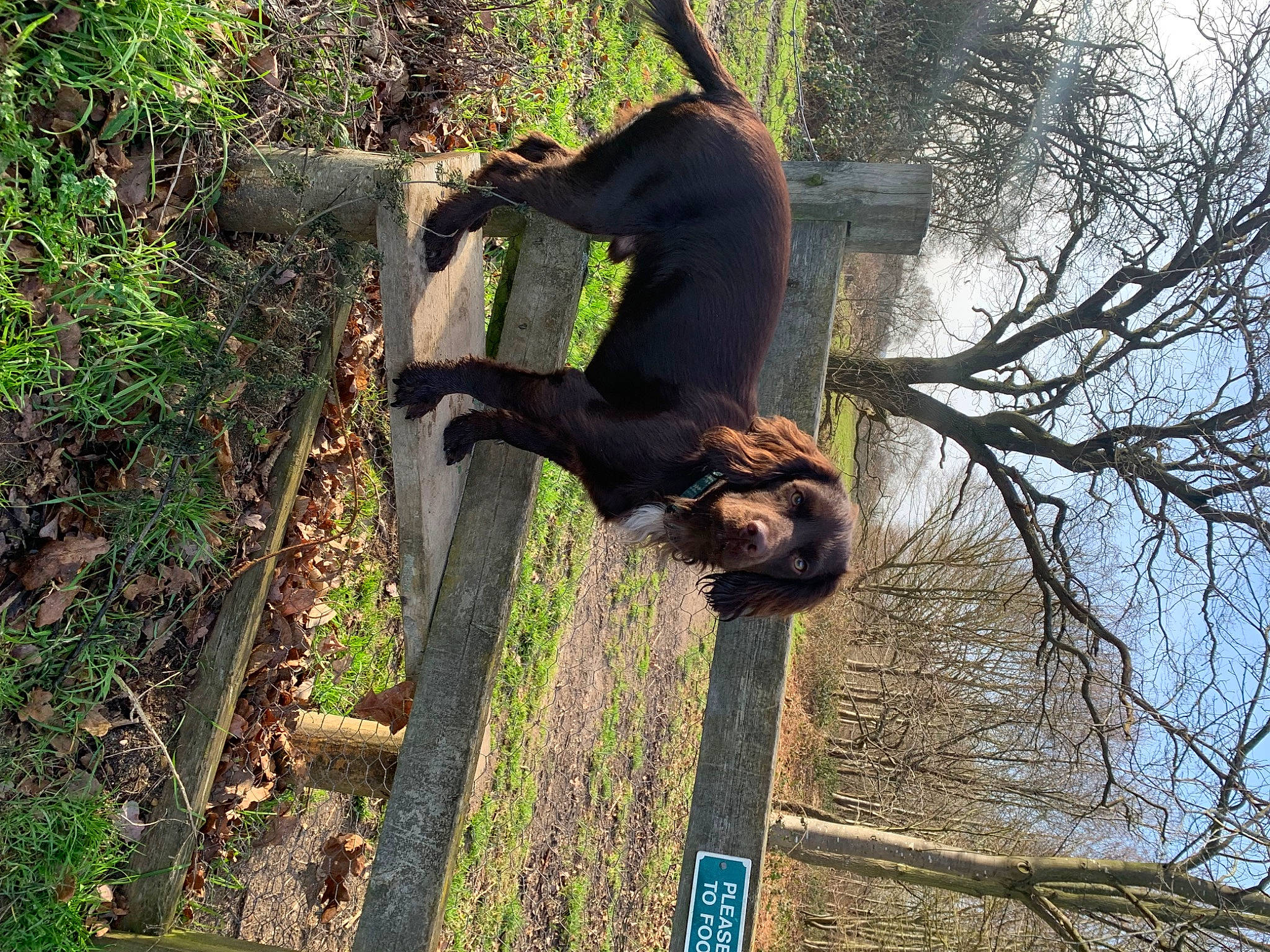 Rolo joined the competition — help win amazing prizes! american_black_bear, canidae, carnivore, dog, dog_breed, fur, grass, natural_material, plant, sky, snout, sporting_group, tail, terrestrial_animal, tree, trunk, twig, wildlife, wood