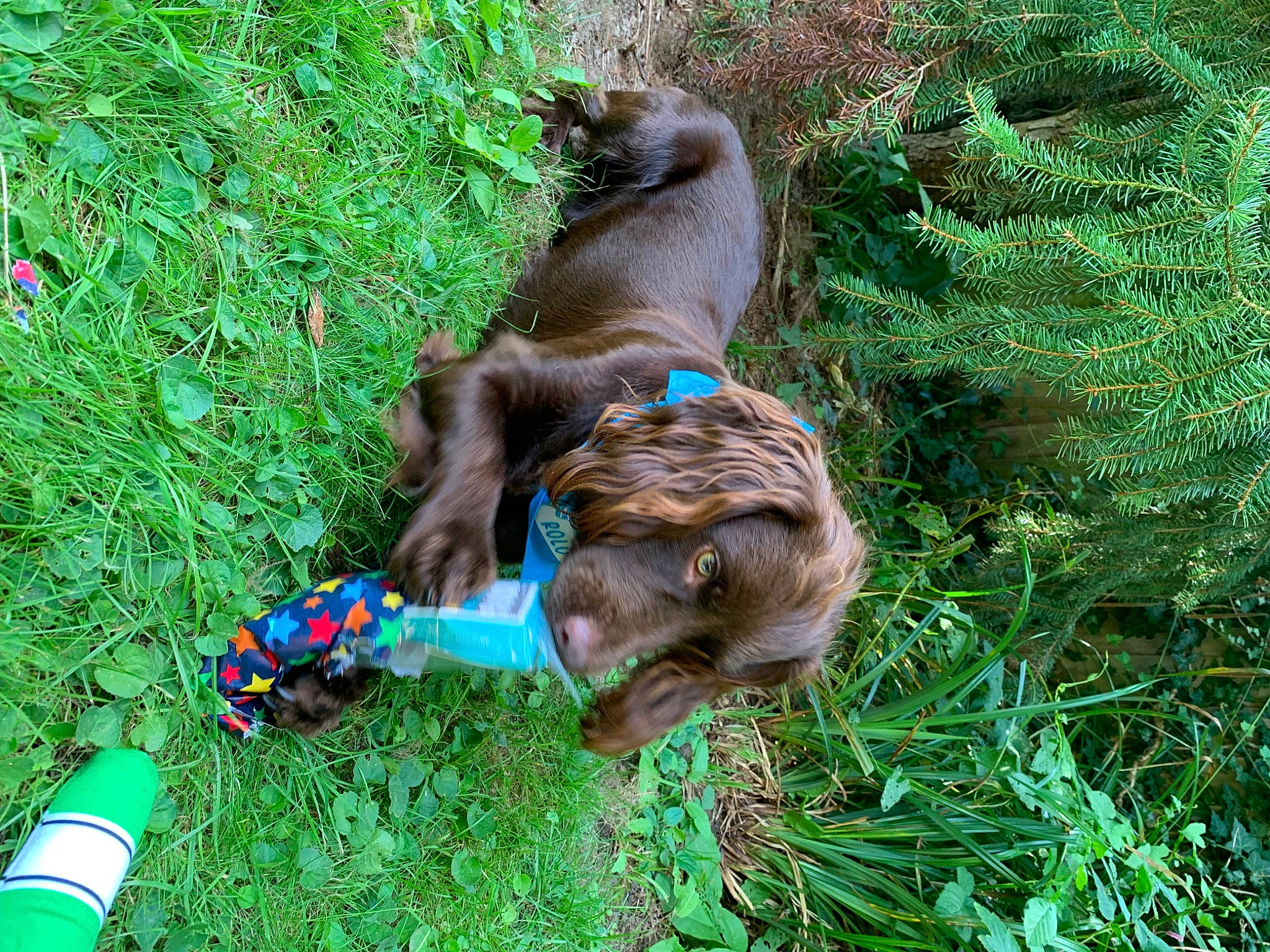 Rolo joined the competition — help win amazing prizes! carnivore, collar, companion_dog, dog, dog_breed, dog_collar, dog_supply, fawn, grass, groundcover, leash, liver, plant, sporting_group, tail, terrier, vertebrate, water_dog, working_animal