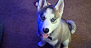 Eira joined the competition — help win amazing prizes! dog, puppy, husky, siberian_husky, blue_eyes, sitting, tongue_out, pet, canine, fluffy, black_and_white, pointed_ears, collar, indoor, carpet, portrait, camera_facing, cute, blue_lighting, home