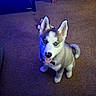 dog, puppy, husky, siberian_husky, blue_eyes, sitting, tongue_out, pet, canine, fluffy, black_and_white, pointed_ears, collar, indoor, carpet, portrait, camera_facing, cute, blue_lighting, home