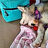 Eira joined the competition — help win amazing prizes! puppy, dog, sleeping, cute, fluffy, harness, collar, name_tag, stuffed_animal, plush_toy, red_ball, pink_blanket, turquoise_bag, indoors, resting, paws, fur, close_up, pet, nap