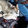dog, puppy, husky, sleeping, sleepy, animal, pet, fluffy, stuffed_animal, sheep_toy, plush_toy, car_interior, blanket, denim, cozy, resting, white_fur, brown_fur, close_up, cute