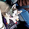 Eira joined the competition — help win amazing prizes! dog, puppy, husky, siberian_husky, animal, pet, fluffy, white_and_gray, blue_eyes, tongue_out, lying_down, stuffed_animal, toy, blanket, denim, backpack, travel, cozy, close_up, indoors