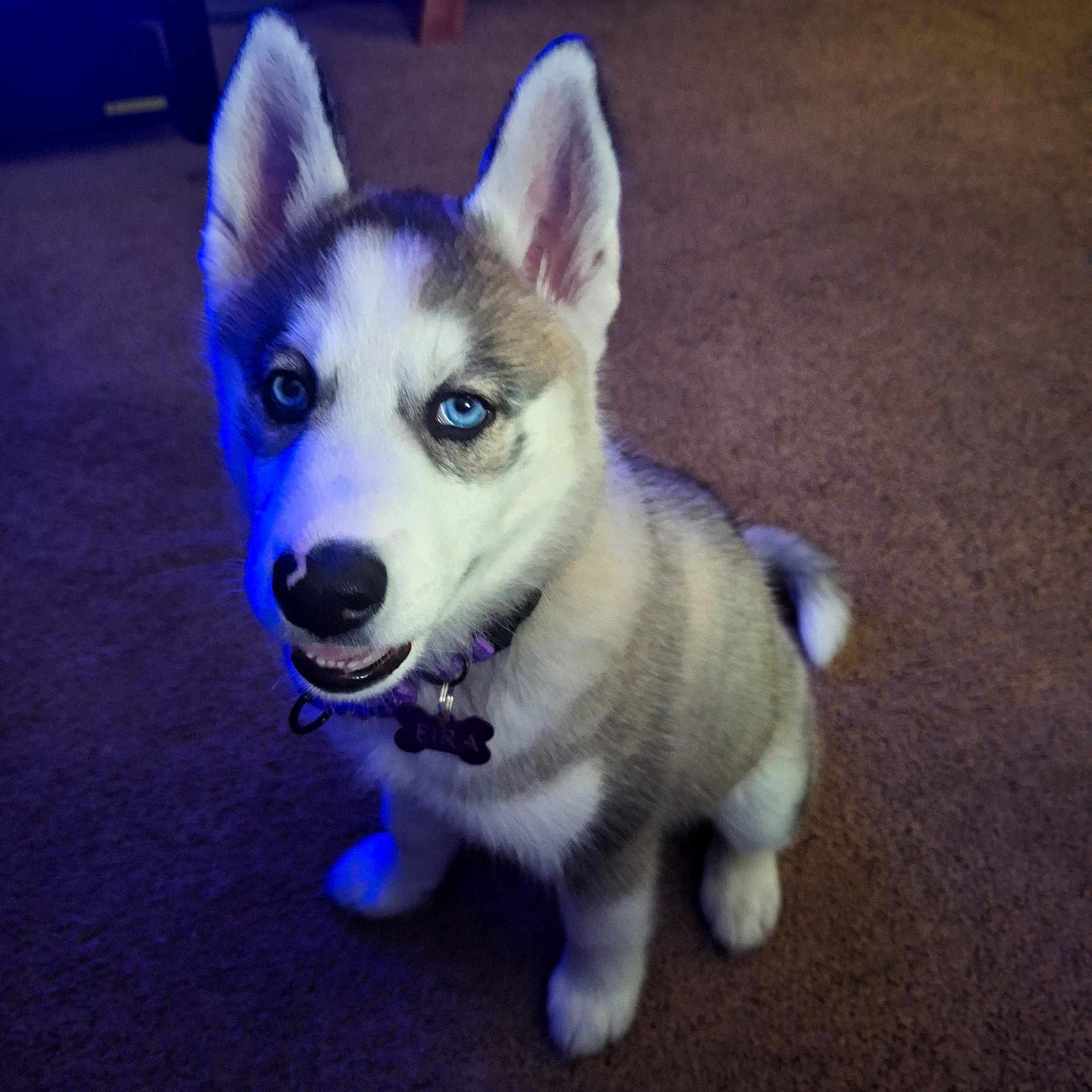 Eira