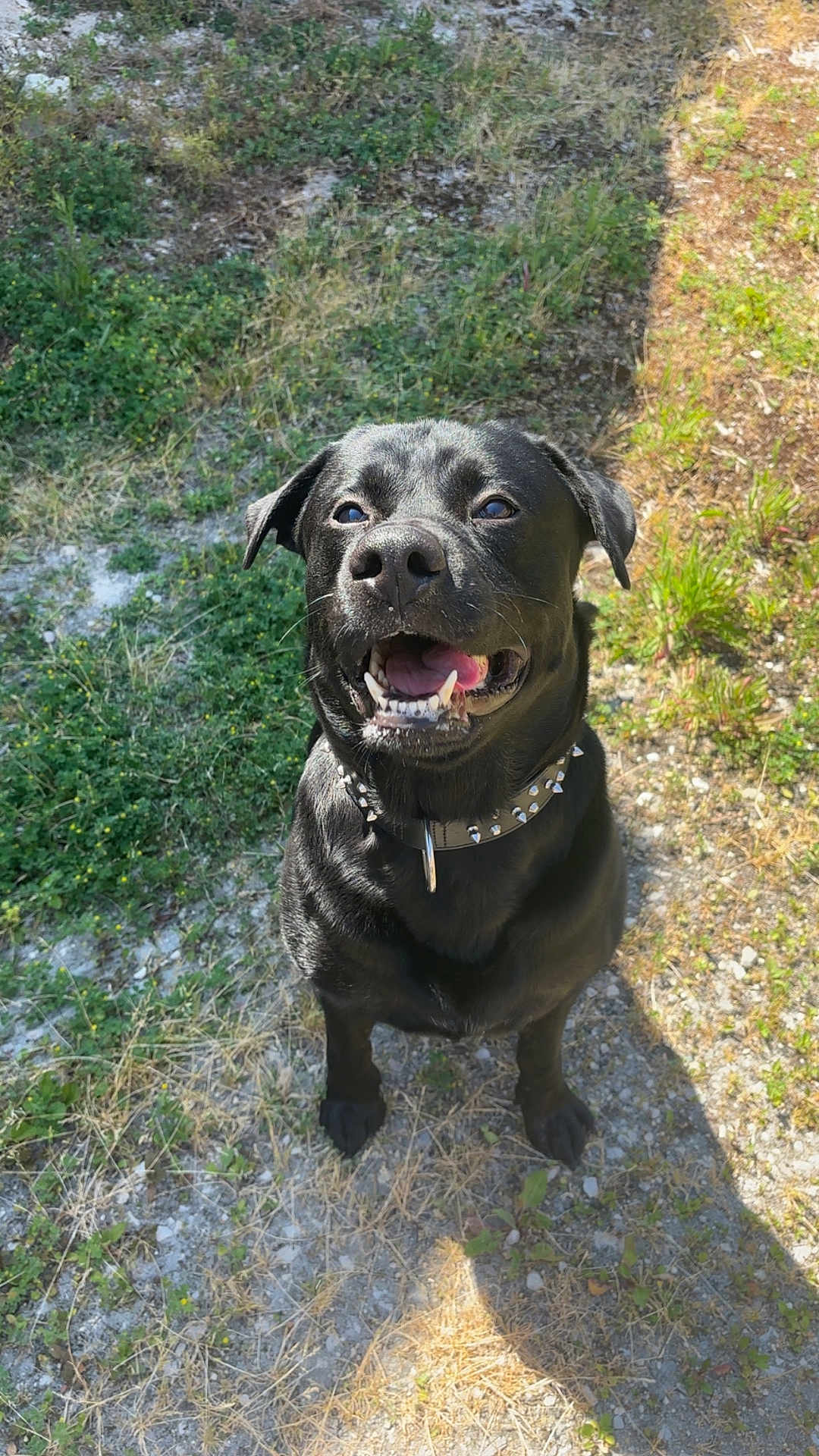 Tyson participe au concours pour gagner de l'argent avec cette photo : dog, black_dog, outdoor, grass, smiling, pet, animal, collar, happy, sunlight, shadow, nature, tongue_out, sitting, canine, friendly, playful, summer, ground, portrait