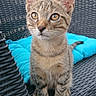 animal, backyard, blue, brown, cat, chair, close_up, cushion, ears, greenery, kitten, outdoor, patio, pet, portrait, sitting, striped_fur, tabby, whiskers, wicker_furniture