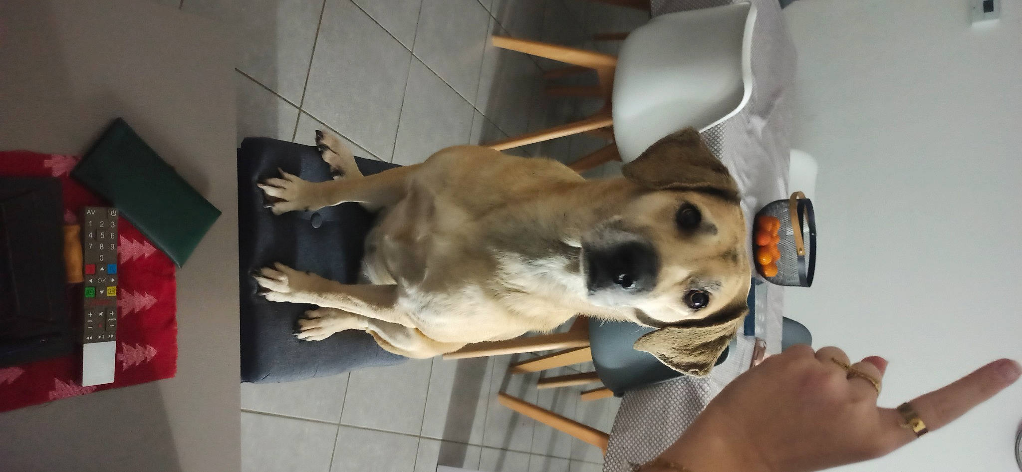 Safia participe au concours pour gagner de l'argent avec cette photo : canidae, carnivore, collar, comfort, companion_dog, dog, dog_breed, fawn, flag, non_sporting_group, paw, snout, sporting_group, working_animal