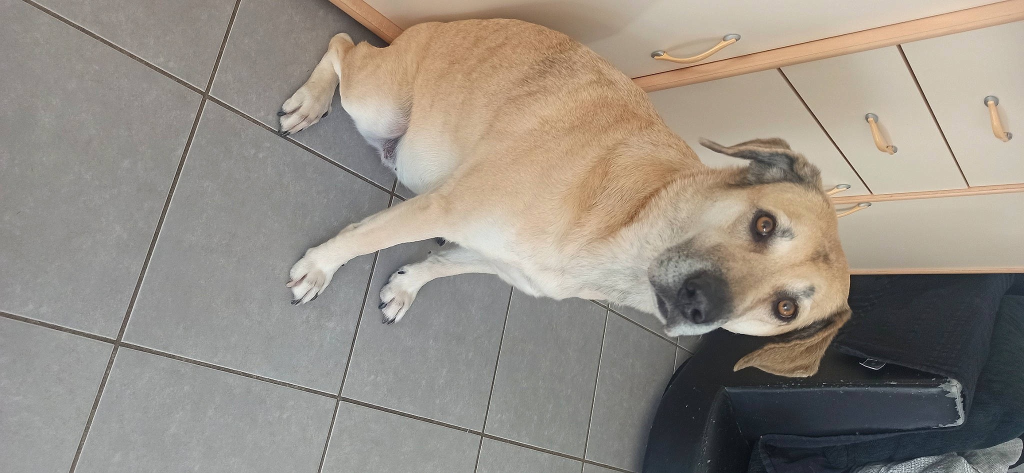 Safia a rejoint le concours — aidez-le/la à gagner de superbes lots ! canidae, carnivore, collar, companion_dog, dog, dog_breed, dog_supply, fawn, flooring, fur, hardwood, non_sporting_group, paw, pet_supply, snout, sporting_group, tail, whiskers, wood, working_animal