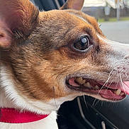 Max is registered to the contest to win money with this photo: dog, close_up, side_profile, tongue_out, red_collar, car_interior, window, outdoor, blurred_background, happy, pet, canine, fur, ears, snout, teeth, whiskers, daylight, nature, animal