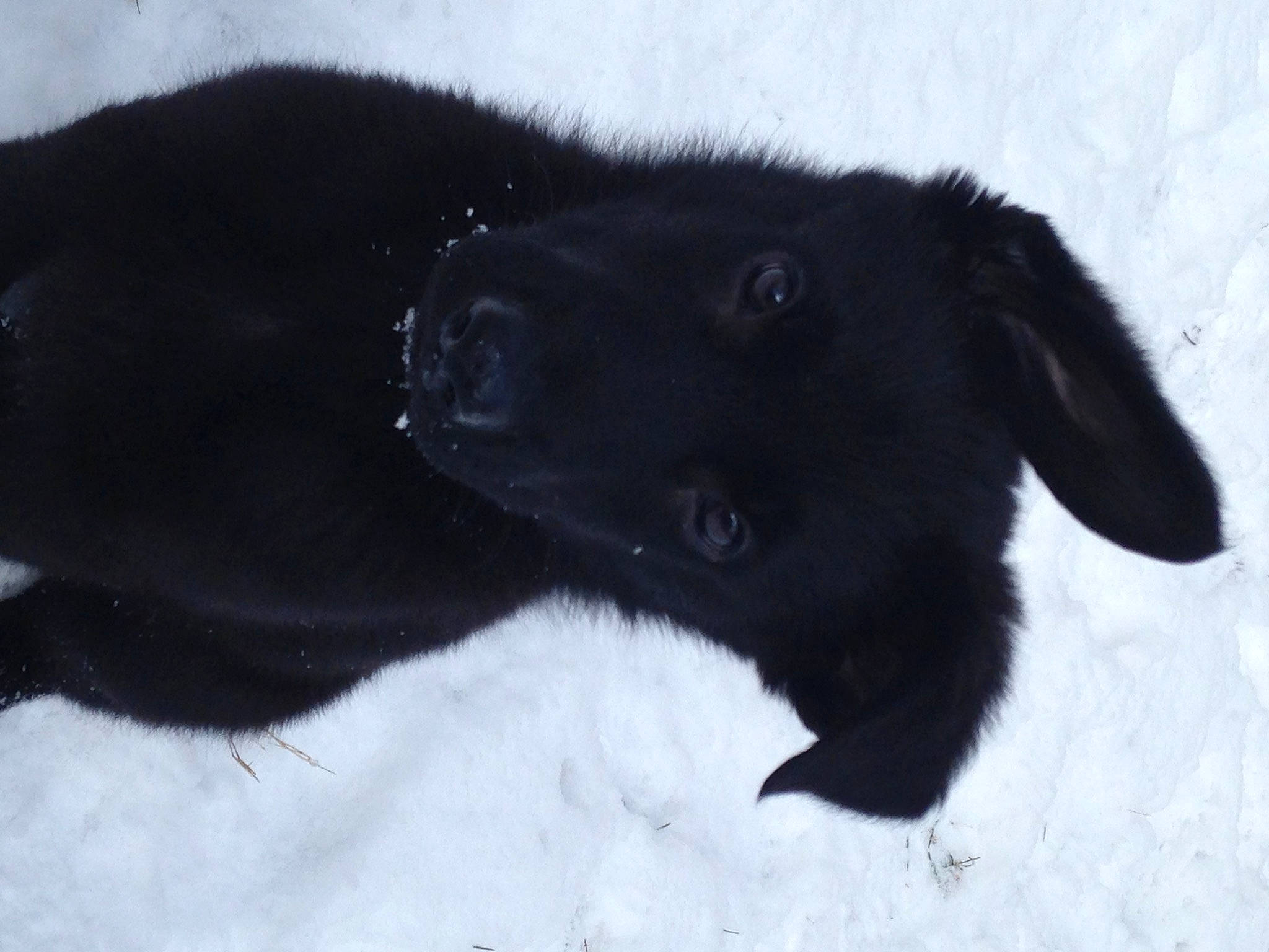 Titus is registered to the contest to win money with this photo: borador, canidae, carnivore, companion_dog, dog, dog_breed, fur, snow, sporting_group, tail, terrestrial_animal, whiskers, working_animal