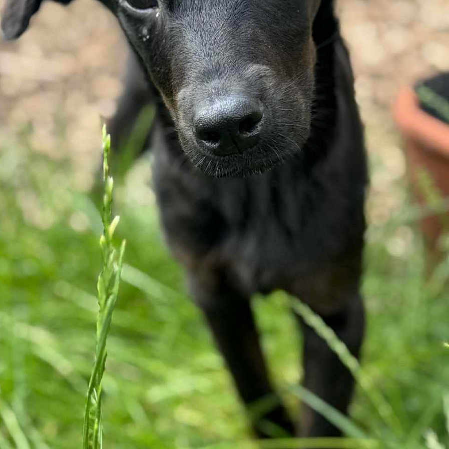 Nova joined the competition — help win amazing prizes! animal, black_dog, blurred_background, canine, close_up, curious, dog, ears, eyes, garden, grass, greenery, nature, nose, outdoor, pet, portrait, puppy, sunlight, young_dog