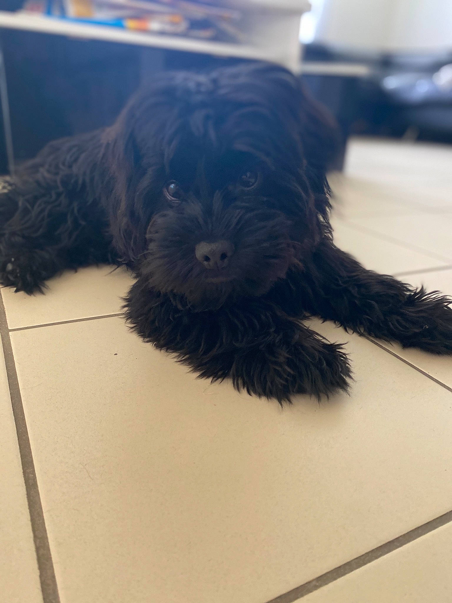 Rox participe au concours pour gagner de l'argent avec cette photo : automotive_tire, canidae, carnivore, companion_dog, dog, dog_breed, flooring, fur, liver, paw, puppy, puppy_love, small_terrier, snout, sporting_group, tail, terrier, toy_dog, working_animal, working_dog