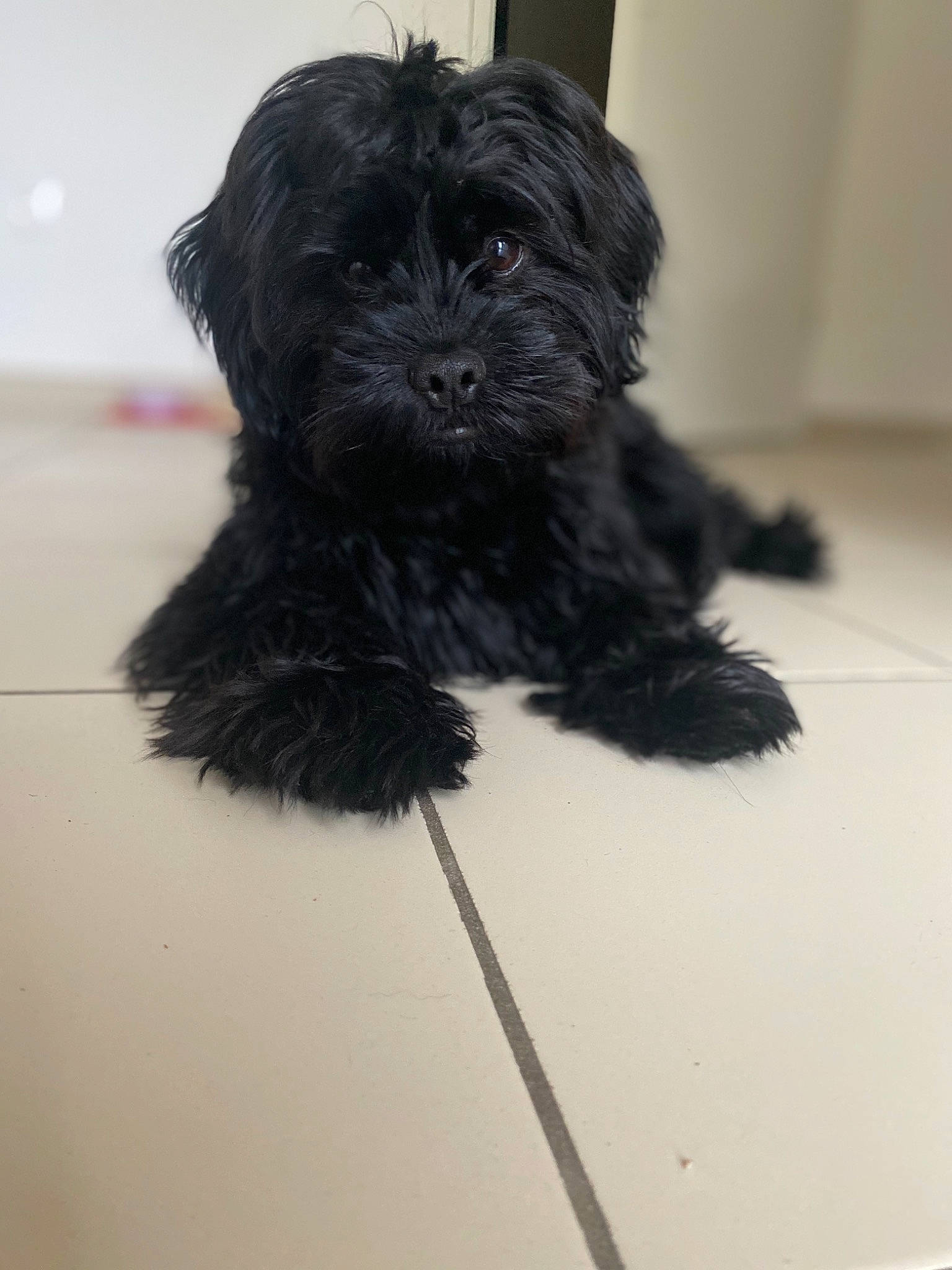 Rox participe au concours pour gagner de l'argent avec cette photo : affenpinscher, bolonka, canidae, carnivore, cockapoo, dog, dog_breed, havanese, lhasa_apso, maltepoo, mammal, morkie, poodle_crossbreed, puppy, rare_breed_dog, schnoodle, shih_poo, snout, sporting_group, vertebrate