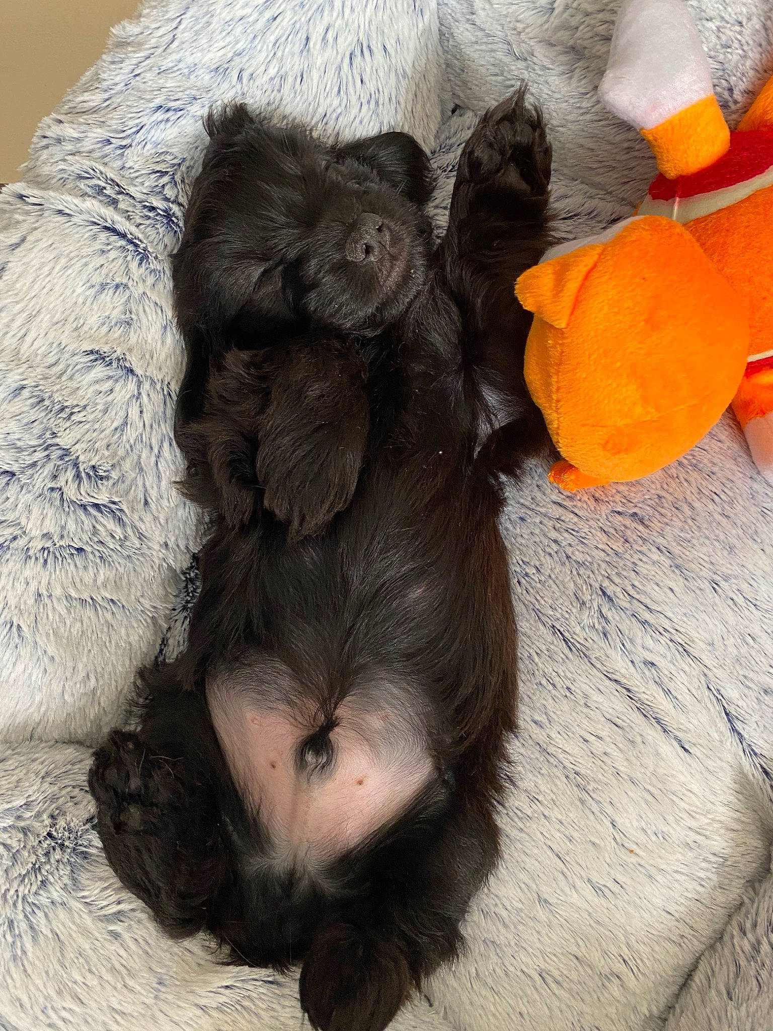 Rox participe au concours pour gagner de l'argent avec cette photo : canidae, carnivore, dog, dog_breed, fur, labradoodle, liver, puppy