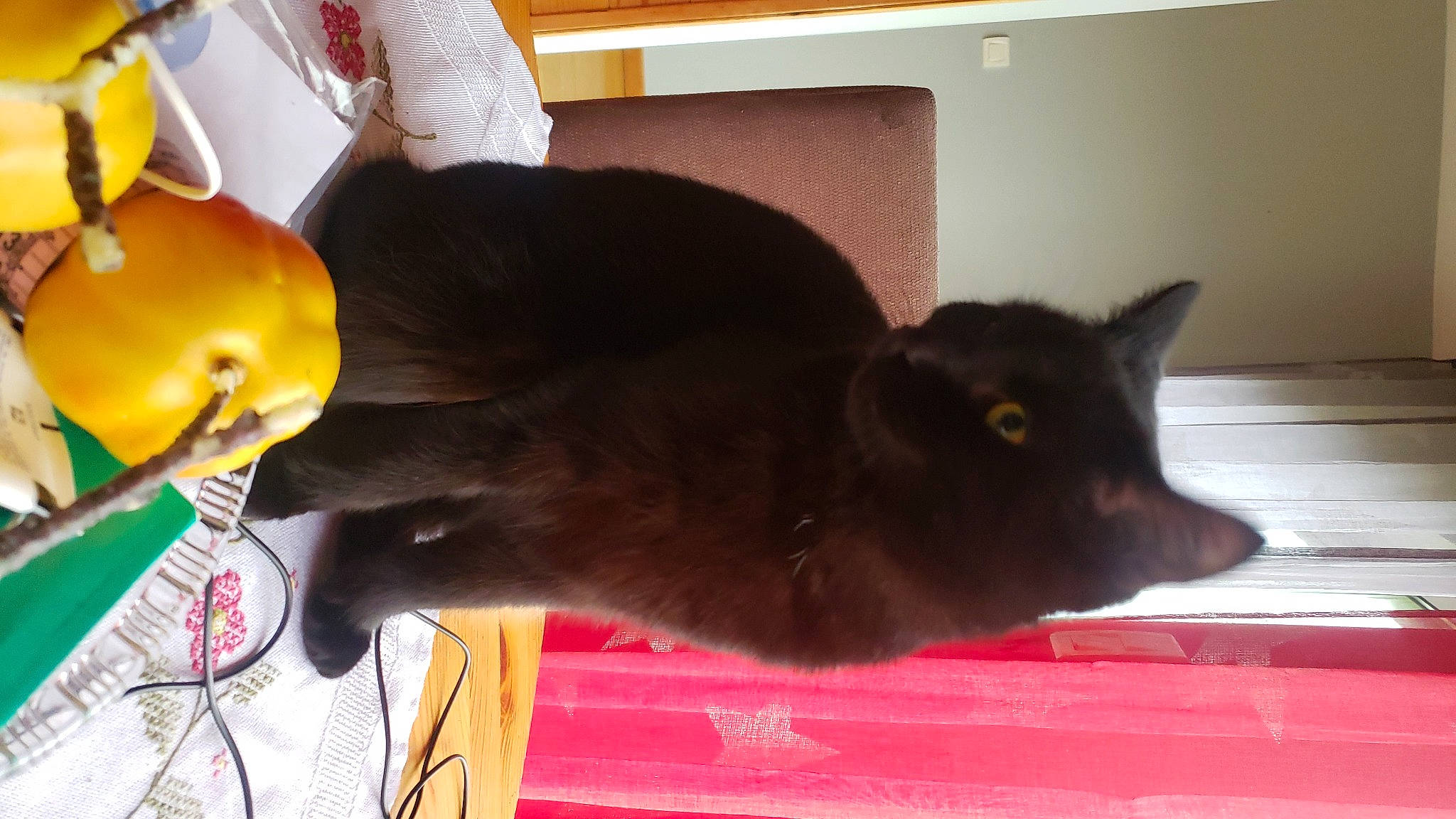 Lucifer a rejoint le concours — aidez-le/la à gagner de superbes lots ! black_cat, bombay, carnivore, cat, cat_supply, domestic_short_haired_cat, felidae, fur, organism, pet_supply, plant, room, small_to_medium_sized_cats, snout, tail, terrestrial_animal, whiskers, yellow