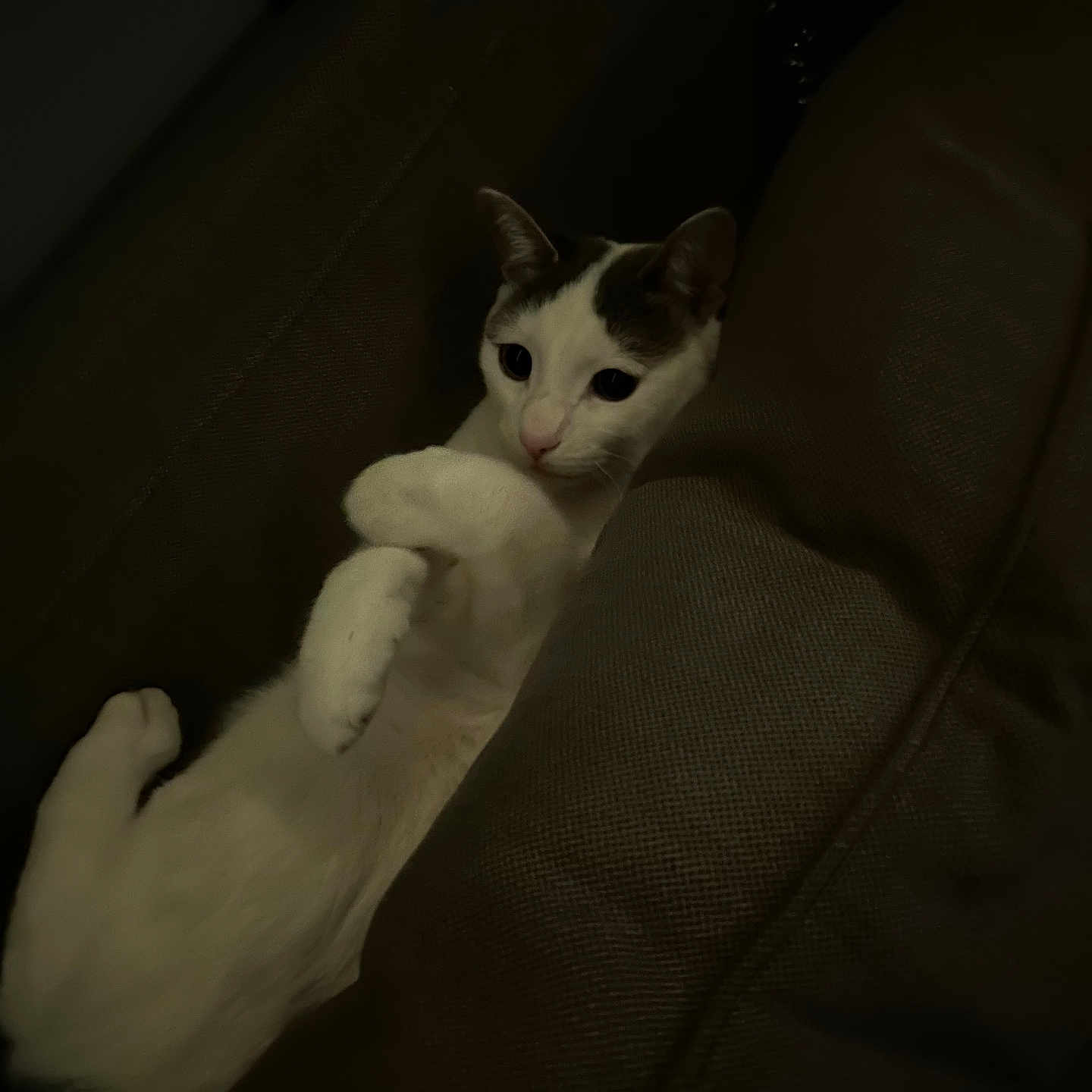 Meek is registered to the contest to win money with this photo: animal, cat, companion, couch, cozy, cute, cute_pet, dark, domestic_animal, fur, furniture, indoor, living_room, mammal, paws, pet, relaxed, resting, sleepy, white_cat