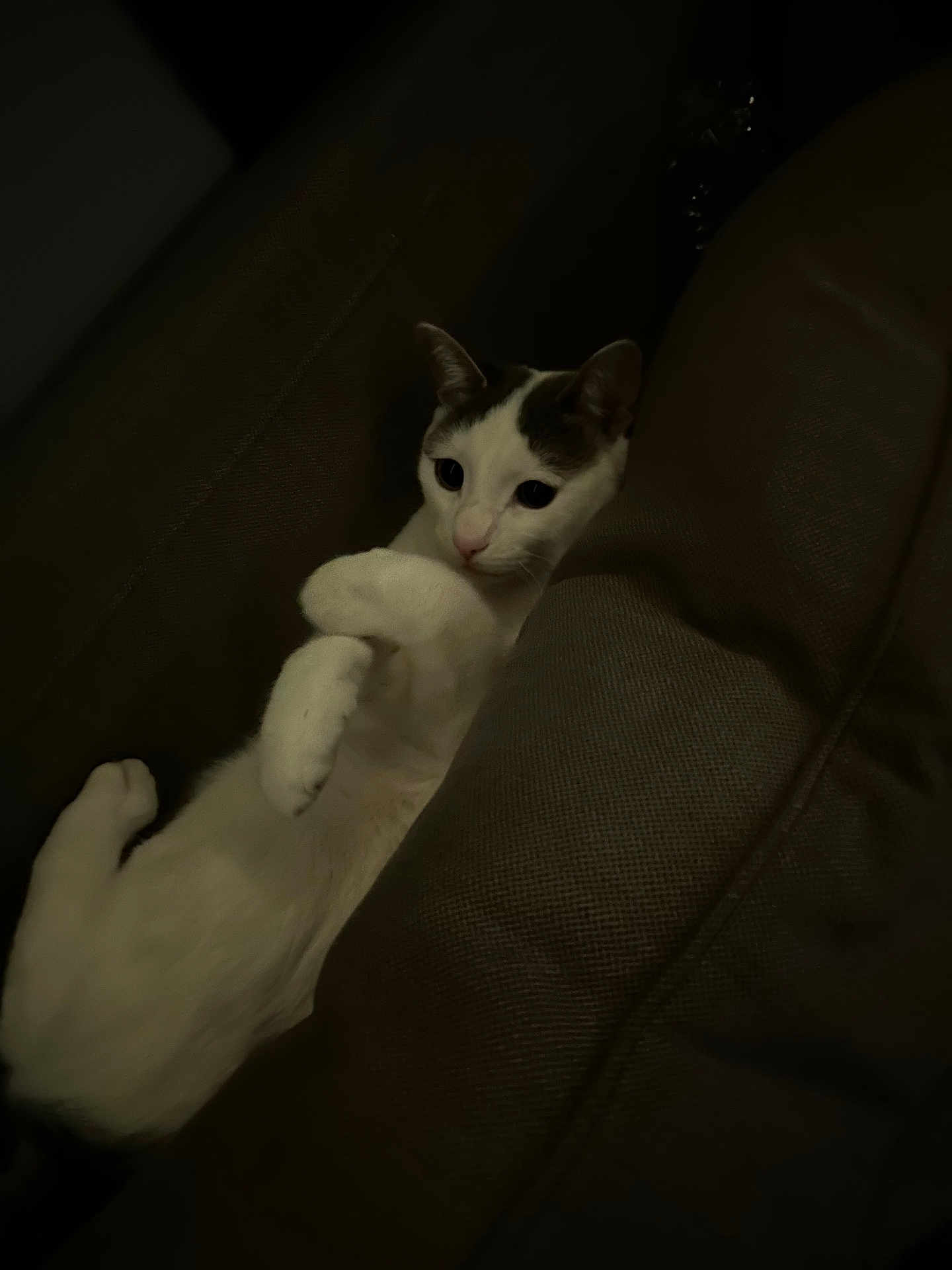 Meek is registered to the contest to win money with this photo: animal, cat, companion, couch, cozy, cute, cute_pet, dark, domestic_animal, fur, furniture, indoor, living_room, mammal, paws, pet, relaxed, resting, sleepy, white_cat