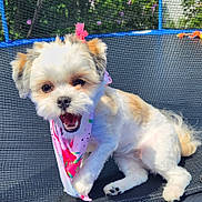 Chilli joined the competition — help win amazing prizes! dog, puppy, bandana, pink, fluffy, trampoline, netting, outdoor, sunny, garden, playful, happy, pet, animal, cute, small_dog, fur, tongue, paw, smiling
