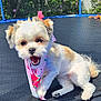dog, puppy, bandana, pink, fluffy, trampoline, netting, outdoor, sunny, garden, playful, happy, pet, animal, cute, small_dog, fur, tongue, paw, smiling