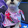 Chilli joined the competition — help win amazing prizes! dog, puppy, white_fur, brown_fur, bandana, pink, bow, pet, animal, cute, outdoor, grass, trampoline, person, hand, holding, closeup, portrait, summer, playful