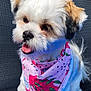 Chilli joined the competition — help win amazing prizes! dog, puppy, white_fur, tan_patches, black_patches, pink_bandana, pink_bow, happy, tongue_out, sitting, outdoor, blue_surface, netted_background, pet, cute, small_dog, fluffy, animal, fur, portrait