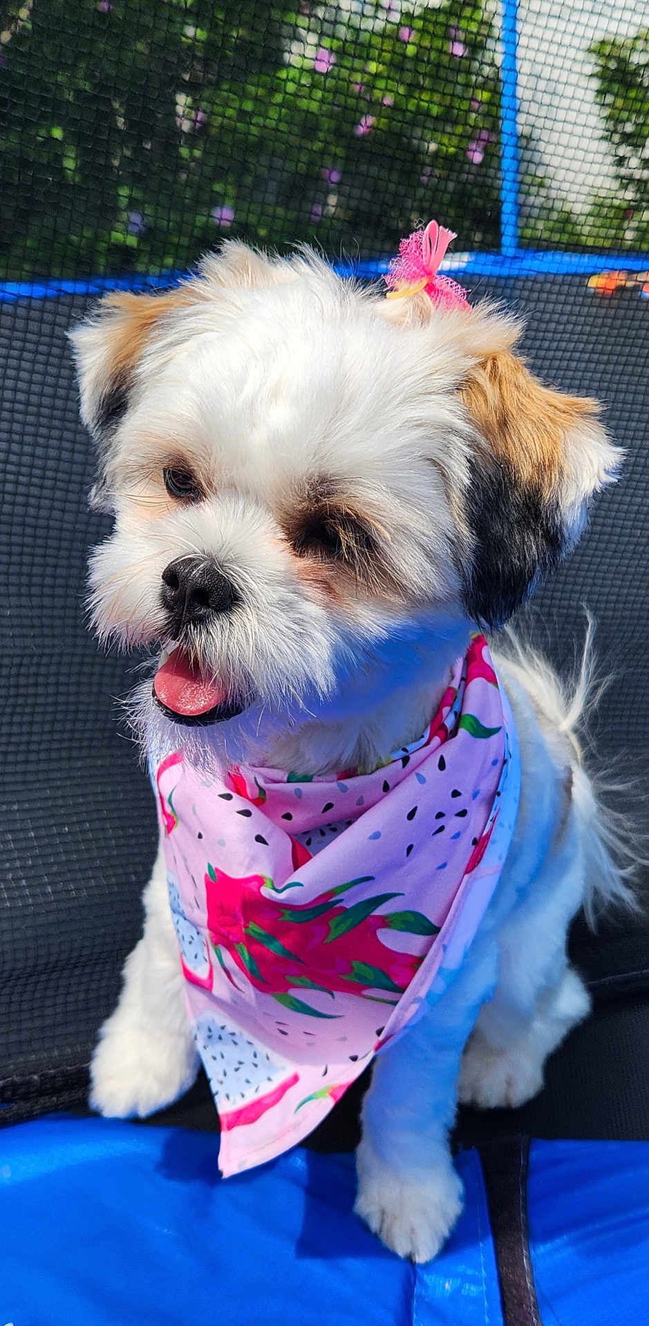 Chilli joined the competition — help win amazing prizes! dog, puppy, white_fur, tan_patches, black_patches, pink_bandana, pink_bow, happy, tongue_out, sitting, outdoor, blue_surface, netted_background, pet, cute, small_dog, fluffy, animal, fur, portrait