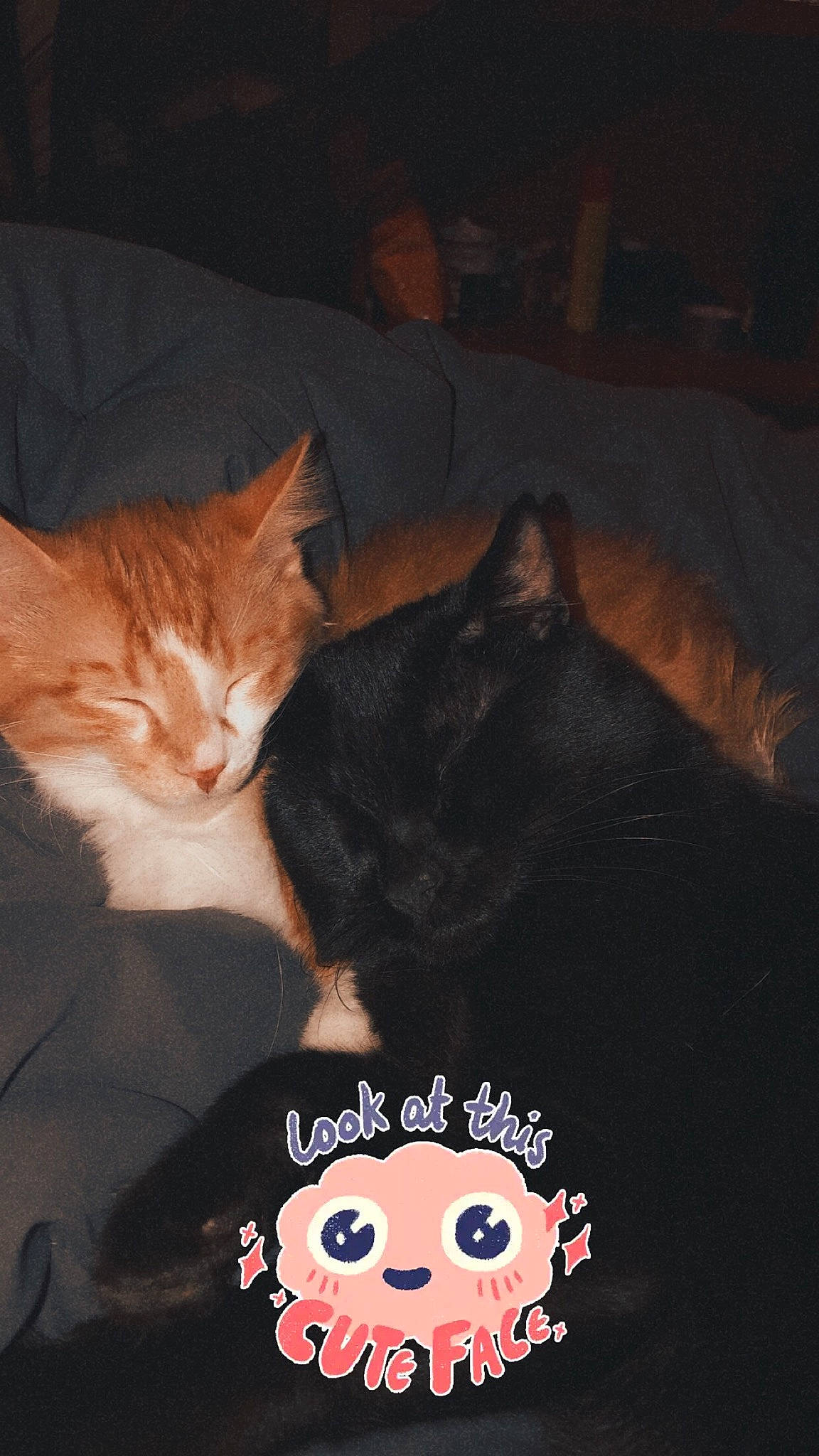 Binga joined the competition — help win amazing prizes! black, carnivore, cat, comfort, domestic_short_haired_cat, eye, fawn, felidae, fur, gesture, happy, lap, mammal, paw, small_to_medium_sized_cats, snapshot, tail, textile, vertebrate, whiskers