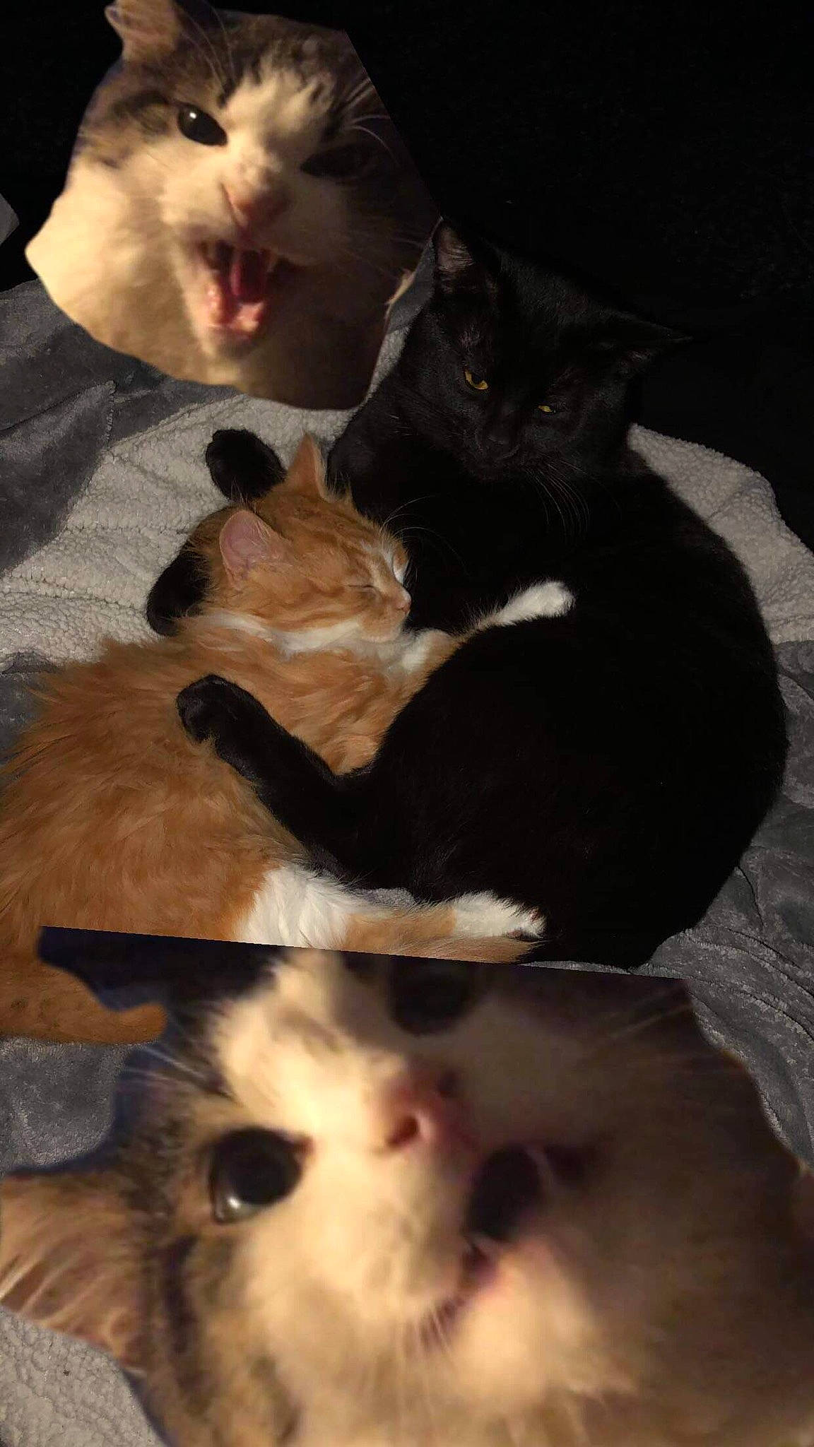 Binga is registered to the contest to win money with this photo: black, canidae, carnivore, cat, comfort, companion_dog, darkness, dog_breed, domestic_short_haired_cat, fawn, felidae, fur, light, mammal, paw, small_to_medium_sized_cats, snout, sporting_group, tail, whiskers