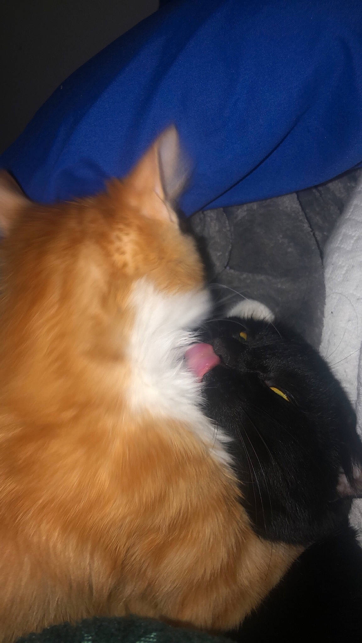 Binga is registered to the contest to win money with this photo: carnivore, cat, claw, comfort, companion_dog, dog_breed, fawn, felidae, fur, hardwood, human_leg, lap, paw, small_to_medium_sized_cats, snout, spitz, sporting_group, tail, whiskers, wood