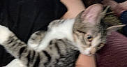 Ethel is registered to the contest to win money with this photo: animal, arm, blur, cat, closeup, comfort, cuddle, cute, domestic, face_not_visible, feline, fur, holding, indoor, person, pet, resting, striped, tabby, white_fur