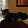 Ethel is registered to the contest to win money with this photo: animal, blinds, brown, cat, couch, cozy, domestic_animal, evening, furniture, home, indoor, low_light, mammal, pet, relaxing, resting, striped, tabby_cat, white, window