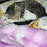 Ethel is registered to the contest to win money with this photo: animal, bedroom, blanket, cat, colorful, comfort, cozy, cute, domestic, feline, fur, indoor, peaceful, pet, relaxation, resting, sleeping, soft, tabby, warm