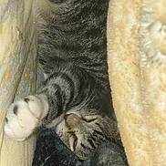 Ethel joined the competition — help win amazing prizes! cat, tabby_cat, paw, blanket, fingers, sleeping, cozy, indoor, soft_texture, resting, striped_fur, pet, animal, close_up, warm, comfort, napping, fur, hand, touch