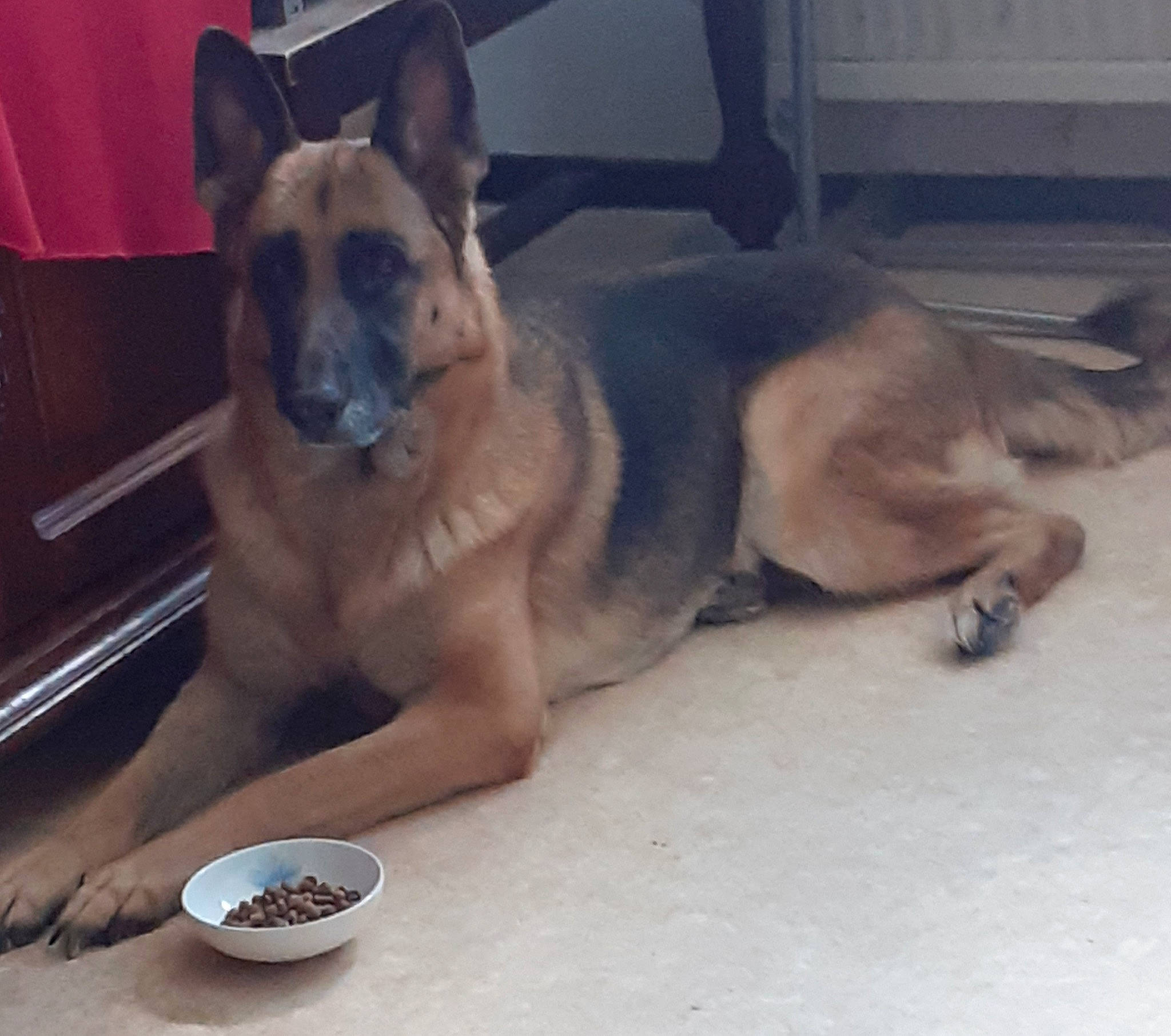 Lola participe au concours pour gagner de l'argent avec cette photo : belgian_shepherd_malinois, canidae, carnivore, companion_dog, dog, dog_breed, ear, east_european_shepherd, fawn, german_shepherd_dog, mammal, old_german_shepherd_dog, police_dog, snout, sporting_group, vertebrate, working_dog