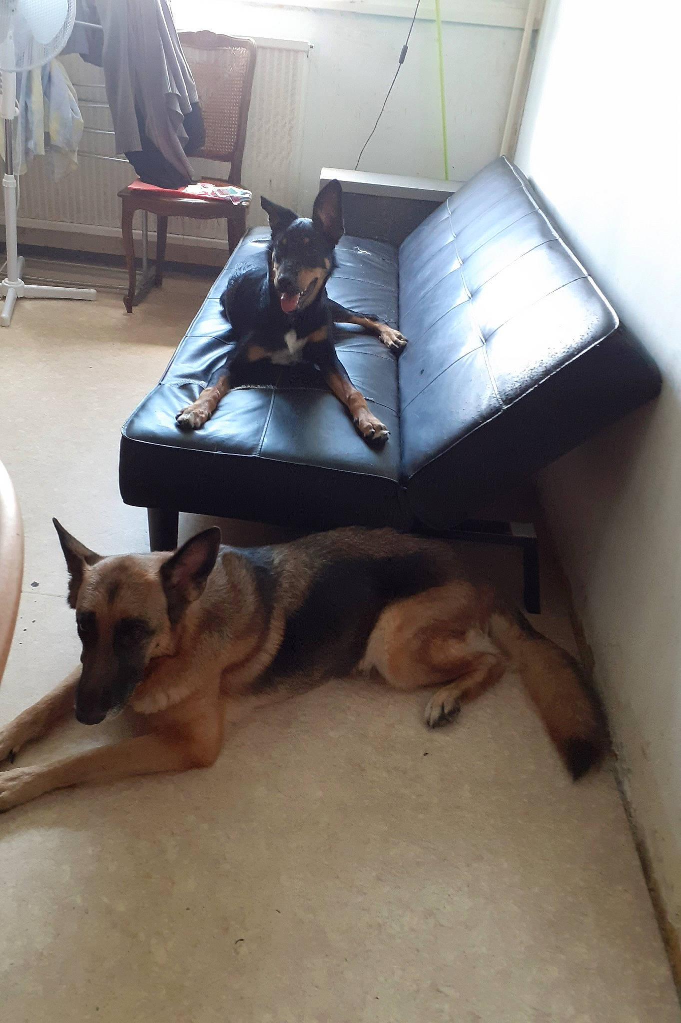 Lola a rejoint le concours — aidez-le/la à gagner de superbes lots ! belgian_shepherd_malinois, canidae, carnivore, dog, dog_breed, east_european_shepherd, fawn, german_shepherd_dog, king_shepherd, mammal, old_german_shepherd_dog, snout, wolfdog, working_dog