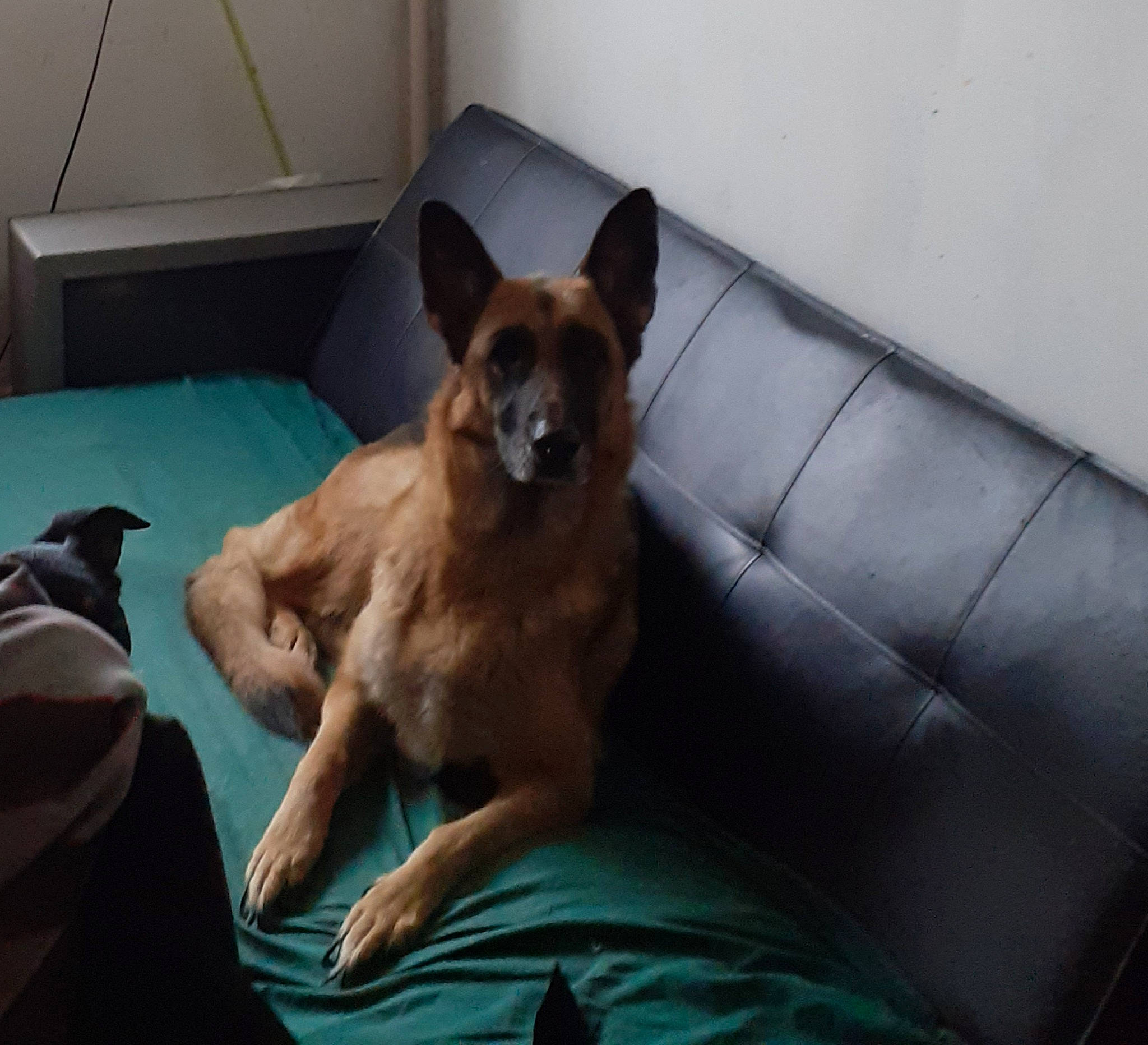 Lola a rejoint le concours — aidez-le/la à gagner de superbes lots ! belgian_shepherd, belgian_shepherd_malinois, canidae, carnivore, dog, dog_breed, fawn, furniture, german_shepherd_dog, mammal, vertebrate, working_dog