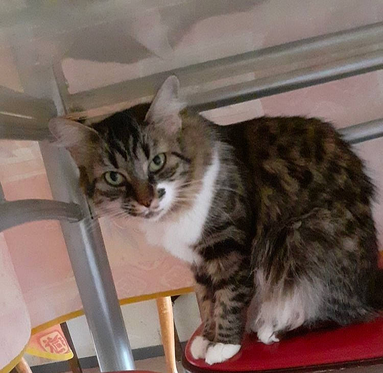 Moumine a rejoint le concours — aidez-le/la à gagner de superbes lots ! american_curl, american_shorthair, american_wirehair, asian, california_spangled, carnivore, cat, domestic_short_haired_cat, dragon_li, european_shorthair, felidae, kitten, kurilian_bobtail, maine_coon, mammal, norwegian_forest_cat, small_to_medium_sized_cats, tabby_cat, vertebrate, whiskers