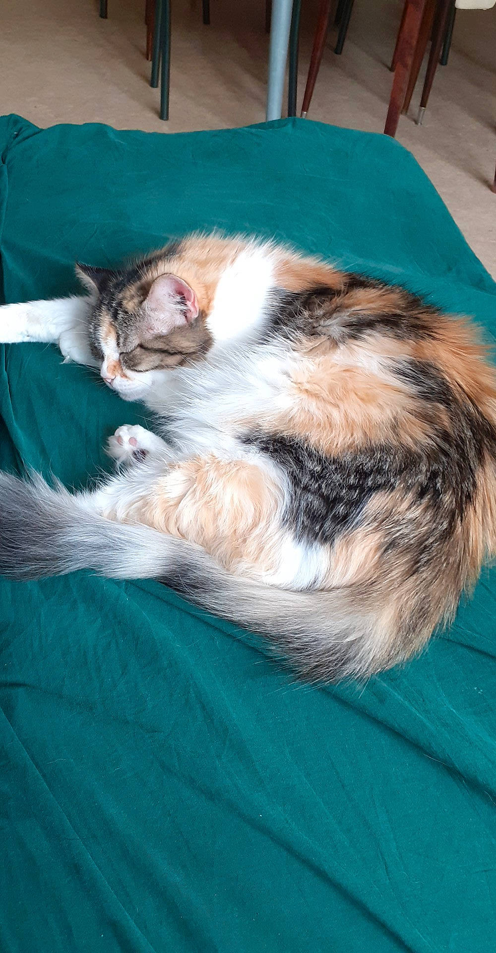 Scrat participe au concours pour gagner de l'argent avec cette photo : carnivore, cat, domestic_long_haired_cat, felidae, fur, kitten, norwegian_forest_cat, small_to_medium_sized_cats, tail, whiskers