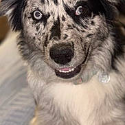 Valley joined the competition — help win amazing prizes! dog, merle, heterochromia, smiling, pet, canine, fur, portrait, indoor, cute, animal, blue_eyes, brown_eyes, collar, closeup, friendly, fluffy, sitting, blanket, domestic