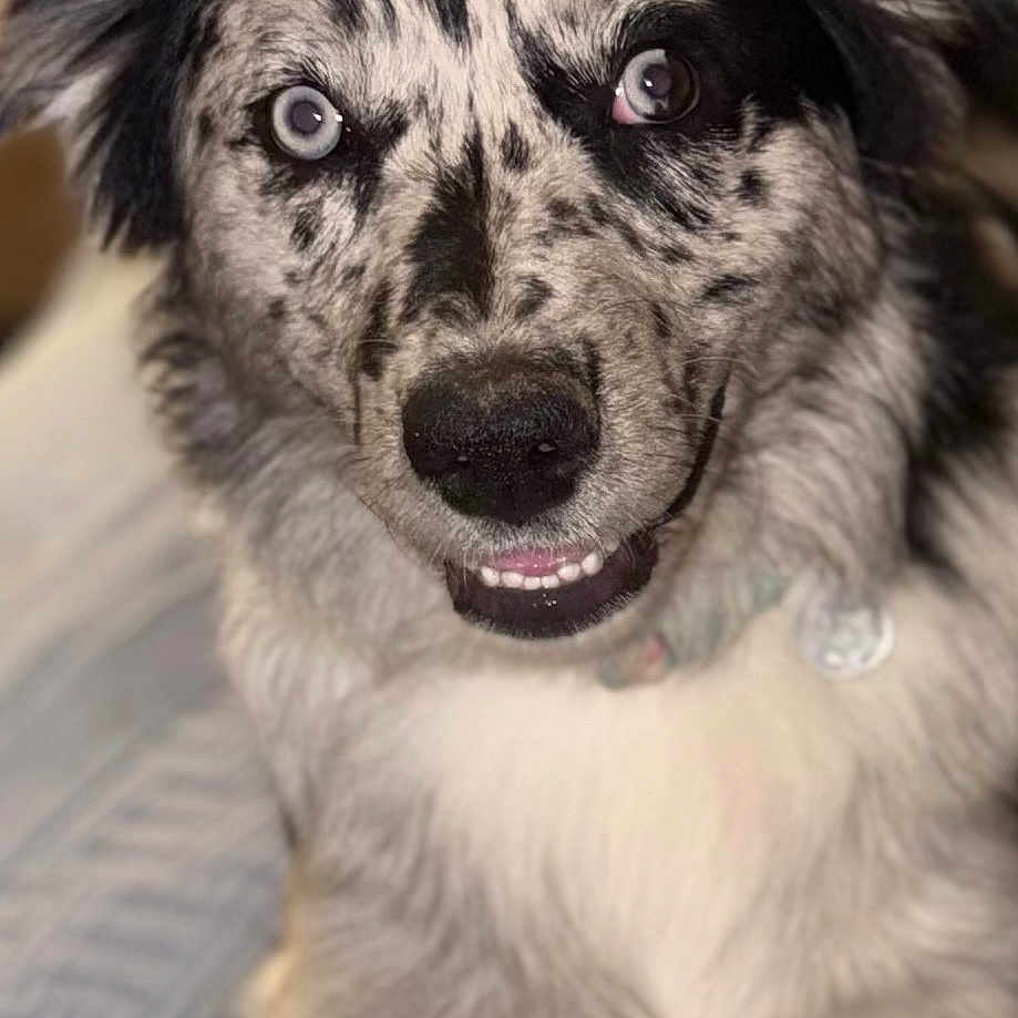Valley joined the competition — help win amazing prizes! dog, merle, heterochromia, smiling, pet, canine, fur, portrait, indoor, cute, animal, blue_eyes, brown_eyes, collar, closeup, friendly, fluffy, sitting, blanket, domestic