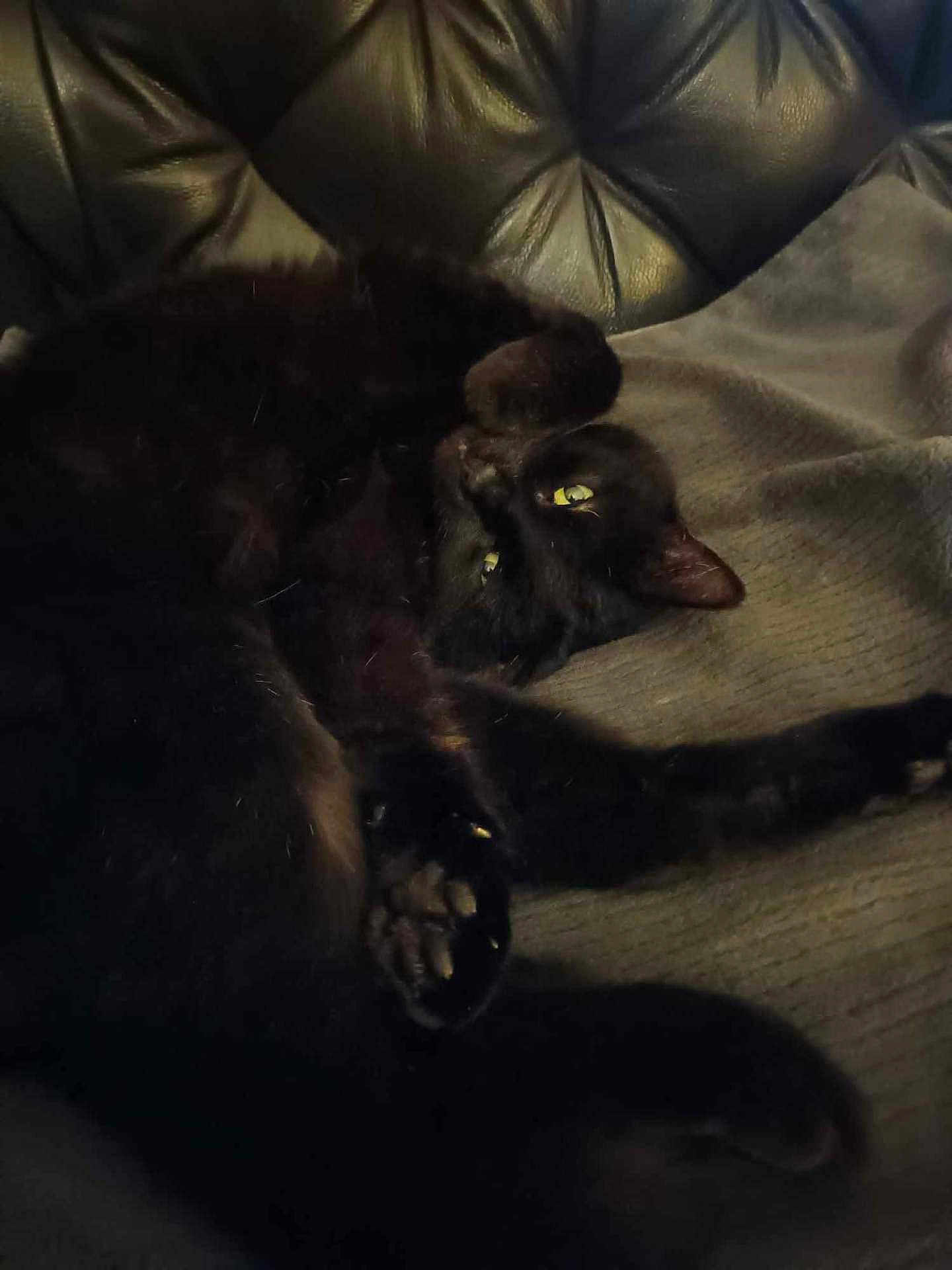 Sirius participe au concours pour gagner de l'argent avec cette photo : animal, black_cat, blanket, cat, cozy, cute, domestic_cat, eyes, feline, fur, home, indoor, leather_couch, paw, pet, relaxed, resting, sleepy, soft, stretching