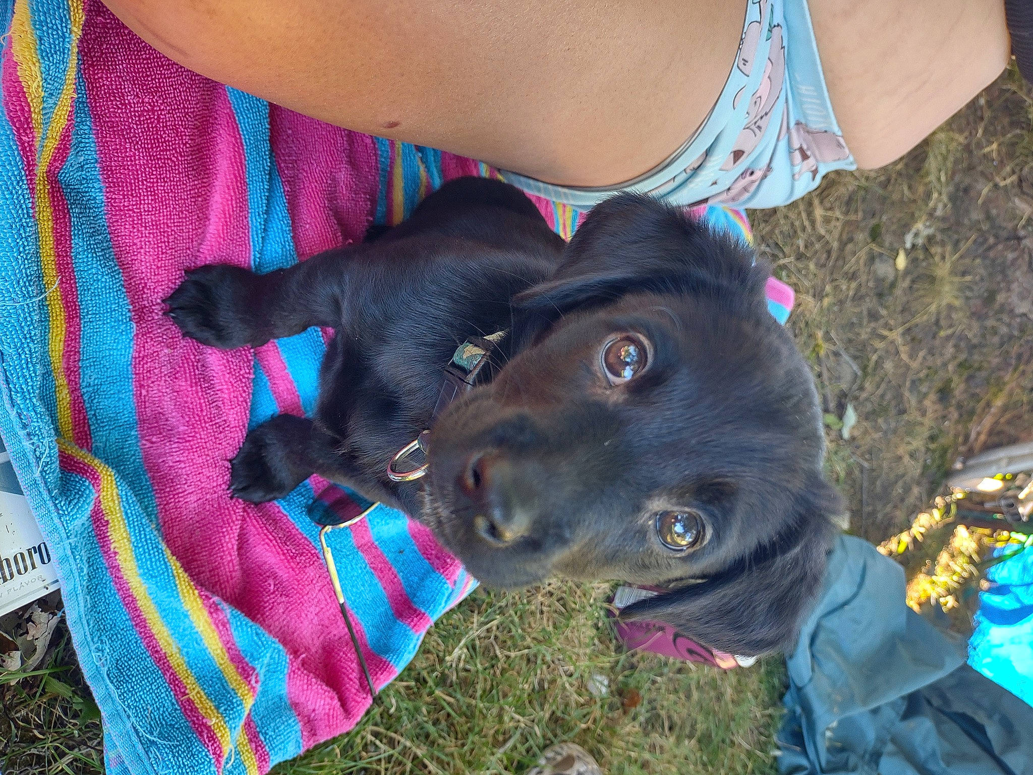 Sniper joined the competition — help win amazing prizes! carnivore, collar, companion_dog, dog, dog_breed, dog_collar, electric_blue, fawn, fur, grass, guard_dog, magenta, mammal, pattern, sporting_group, tartan, vertebrate, woolen, working_animal, woven_fabric