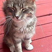 Mittins joined the competition — help win amazing prizes! cat, tabby, fluffy, whiskers, sitting, outdoor, red_deck, wooden_floor, pet, animal, feline, cute, domestic_cat, fur, closeup, peaceful, relaxed, young_cat, paws, sunlight